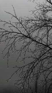 灰调雨滴枯枝手机壁纸，清冷感绝了